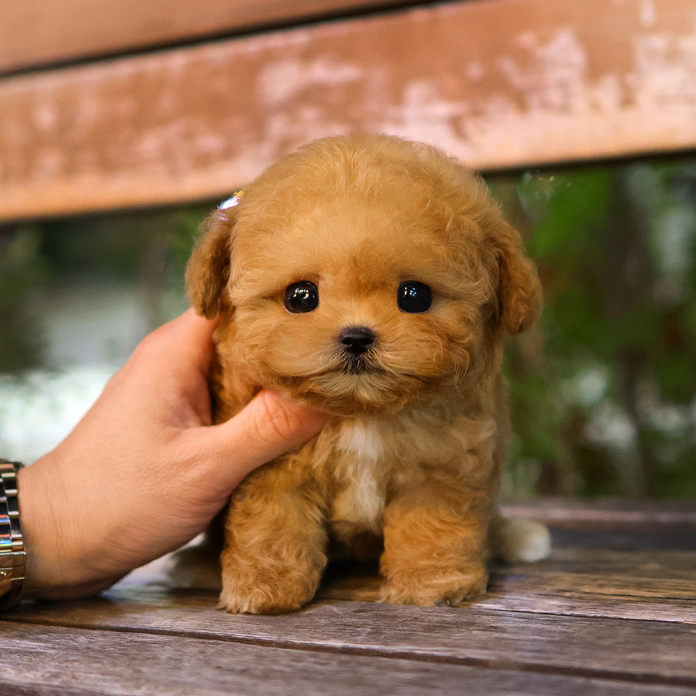 Poodle - Duna (Female)