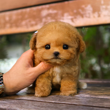 Poodle - Duna (Female)