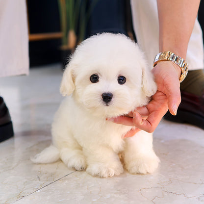 Coton de Tulear -Ttoyang (Male) $4200