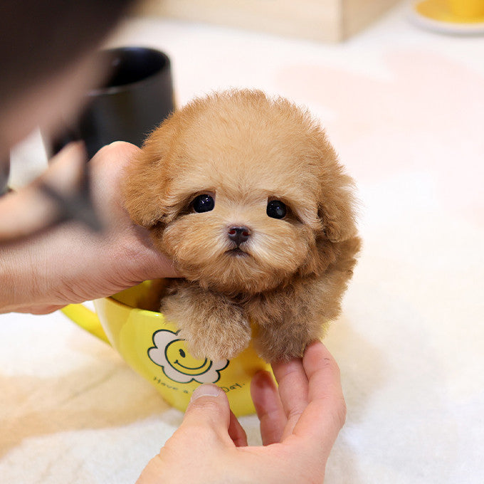 Poodle - Gwangmu (Male)