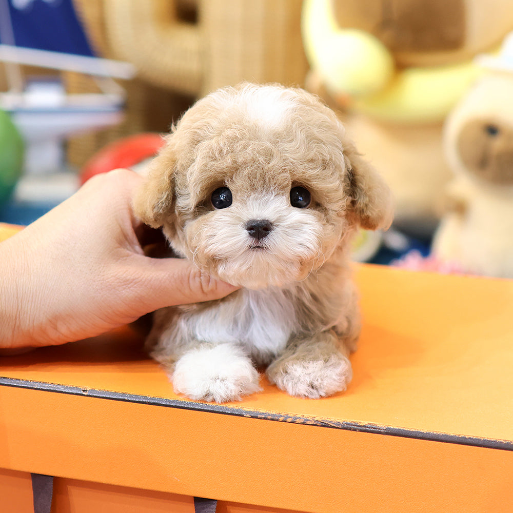 Poodle - Remon (Male)