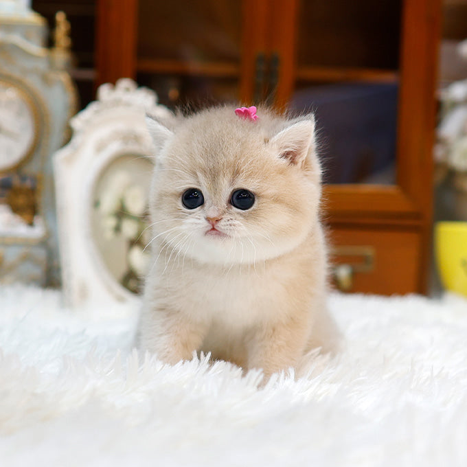 British Shorthair - Mello (Female)