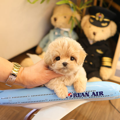 Maltipoo - Mika (Male)