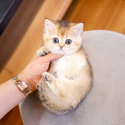 Munchkin - Muya (Female)