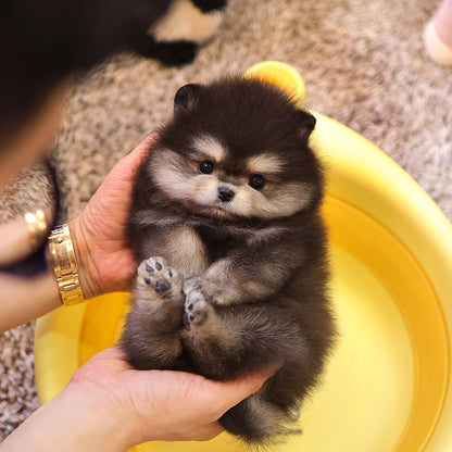 Pomeranian - Beilli (Male) $2400