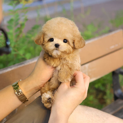 Poodle - Olive (Male) $2300