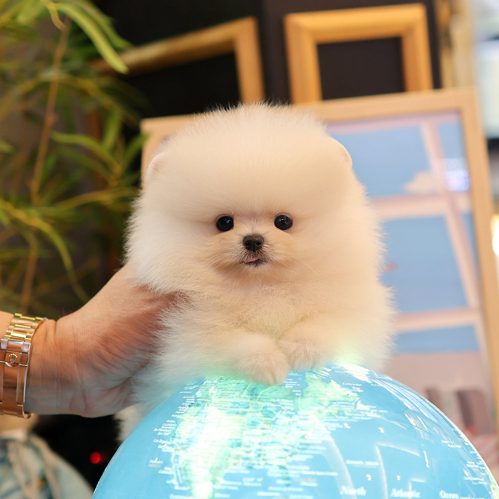 Pomeranian - Daegu (Female) $2400