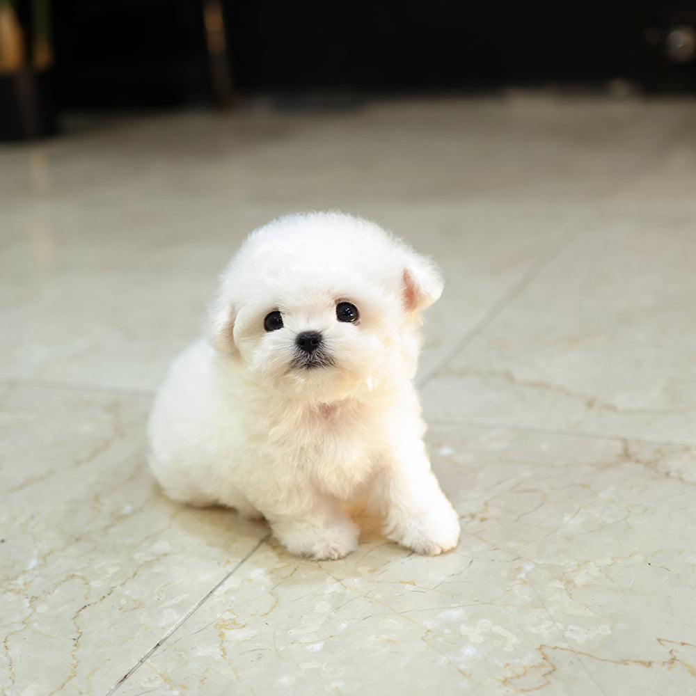 Bichon Frise - Gamja (Female) $5200