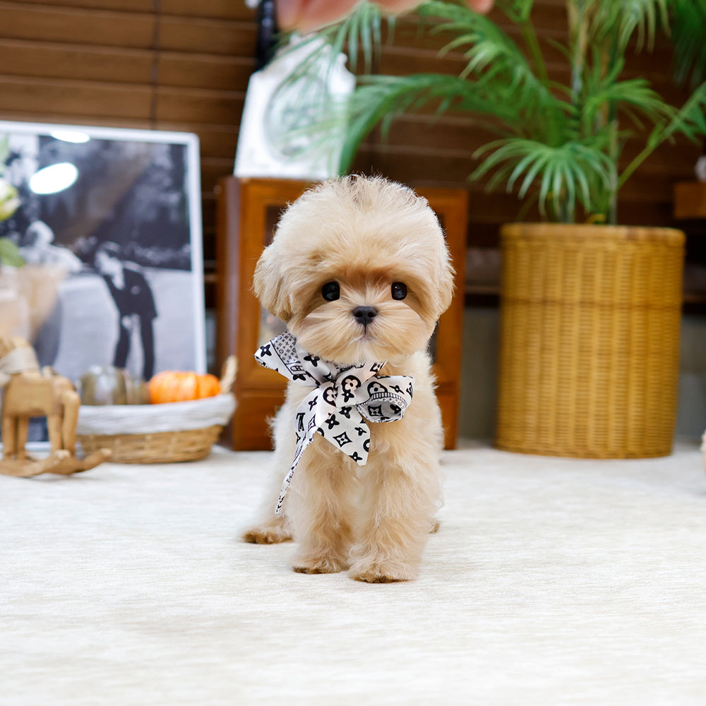 Maltipoo - Gwangsu (Male) $2000