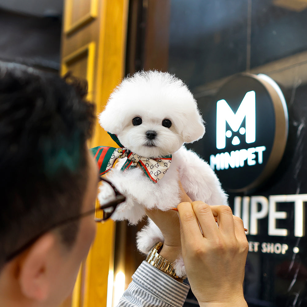 Bichon Frise - Yeongja (Female) $2800
