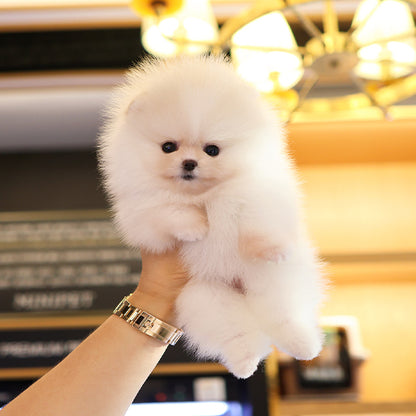 Pomeranian - Boke (Female)