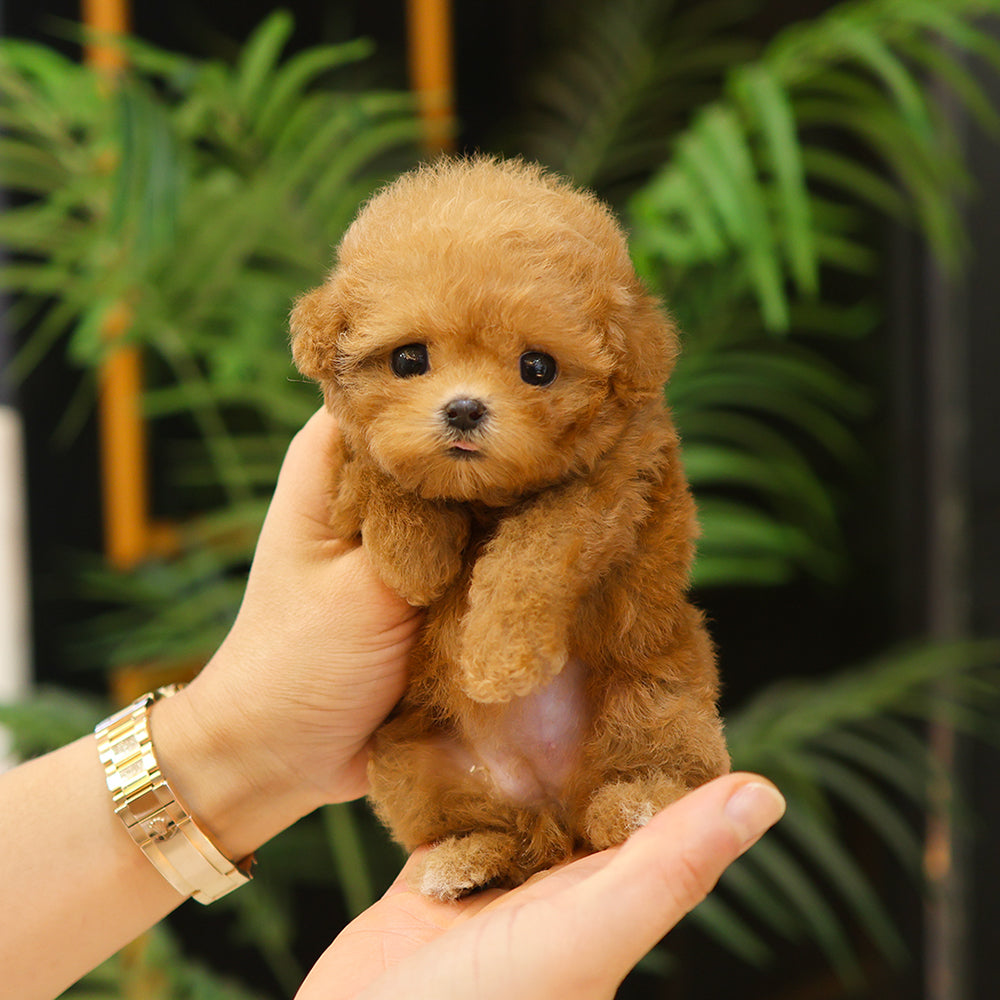 Poodle - Ari (Female) $3800