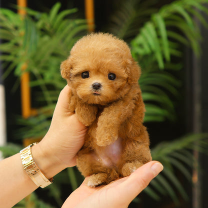 Poodle - Ari (Female) $3800