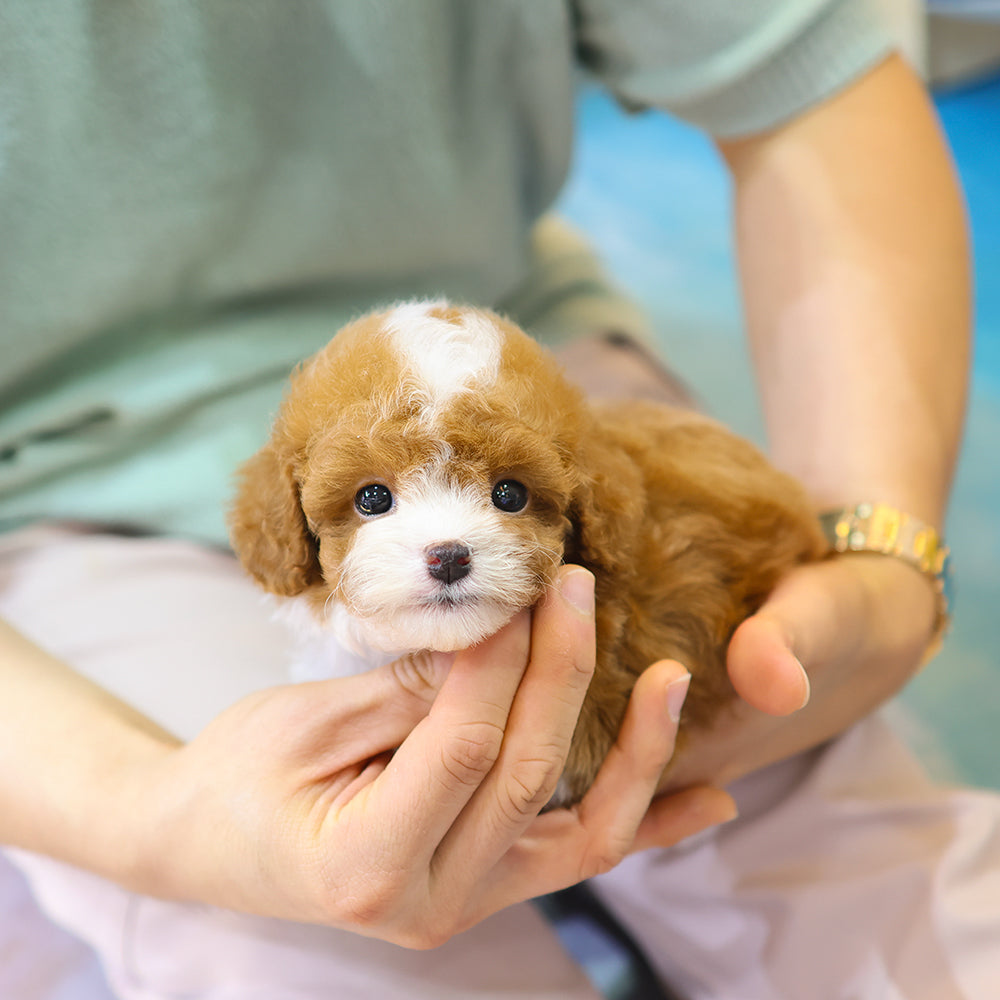 Poodle - Kao (Male)