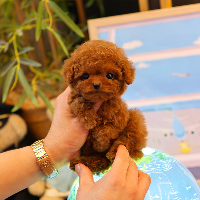 Poodle - Jina (Female)