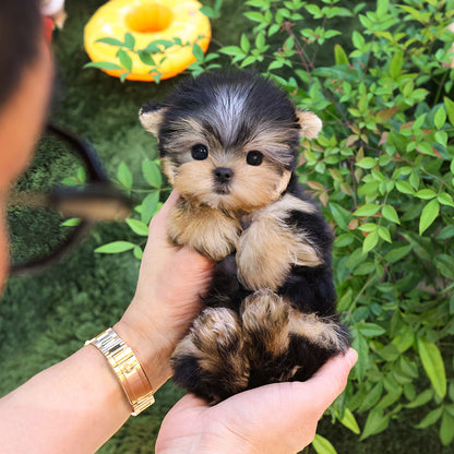 Yorkshire Terrier - Ttalgi (Male) $2400