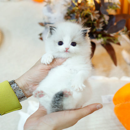 Ragdoll - Gongju (Female)