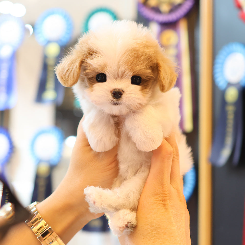 Maltipoo - Luiu (Female) $3400