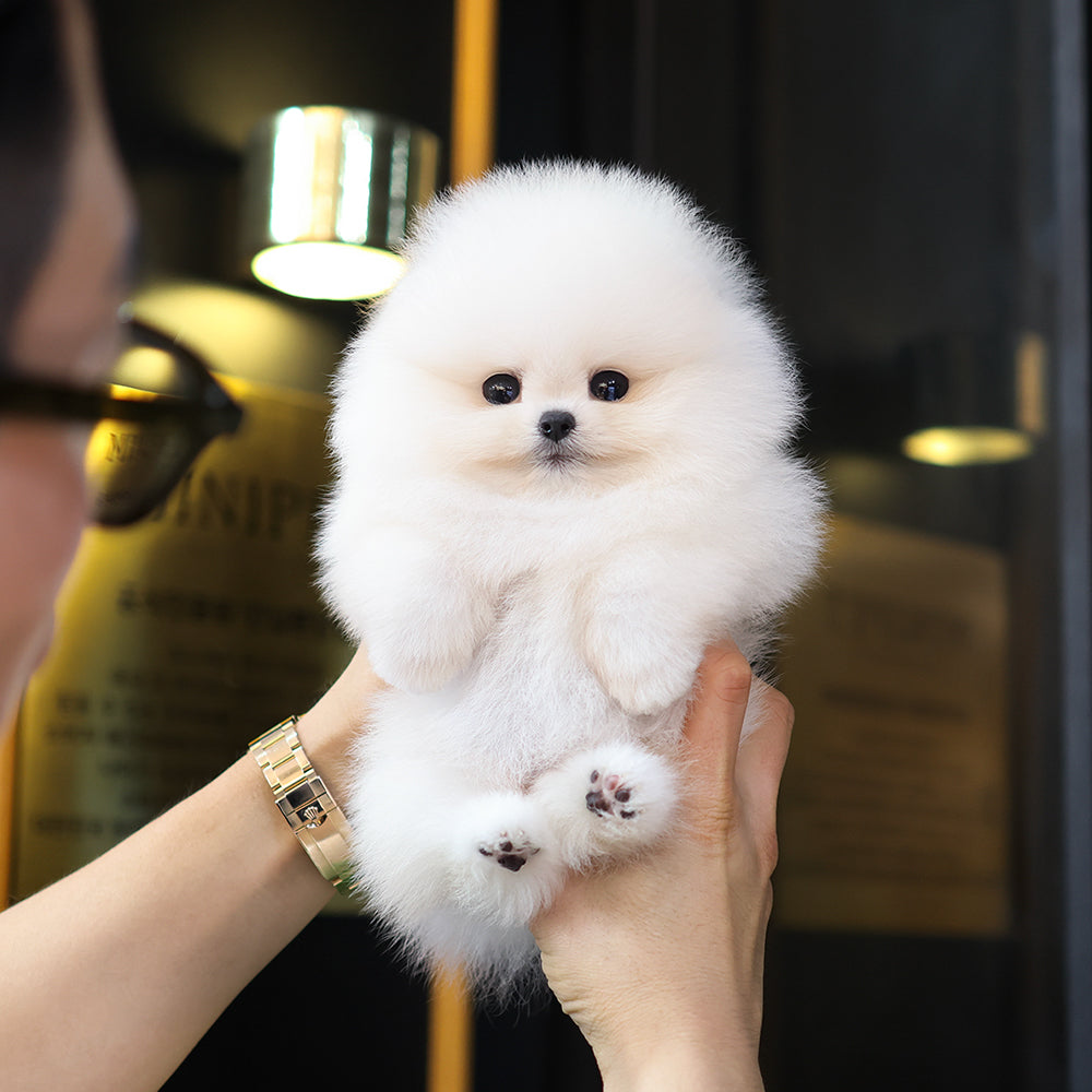 Pomeranian - Aong (Female) $5200