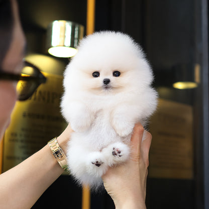 Pomeranian - Aong (Female) $5200