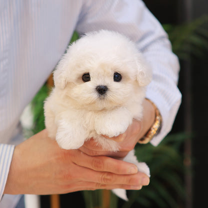 Bichon Frise - Miyo (Female) $4000