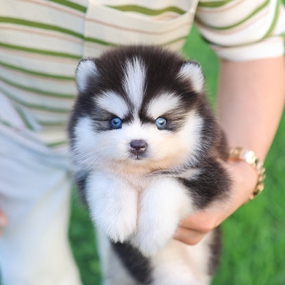 Pomsky - mio (Female) $5200