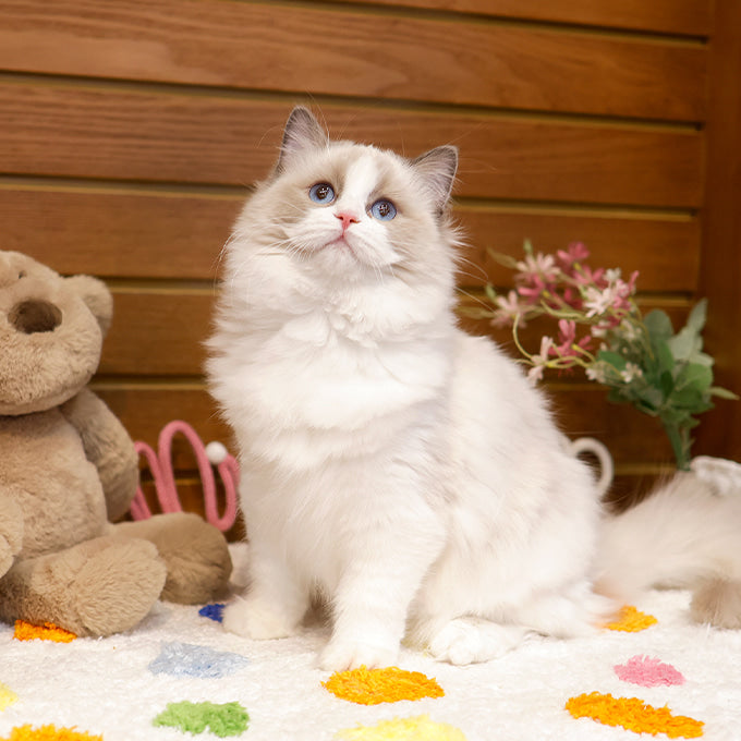 Ragdoll - Tokkaeng (Female)