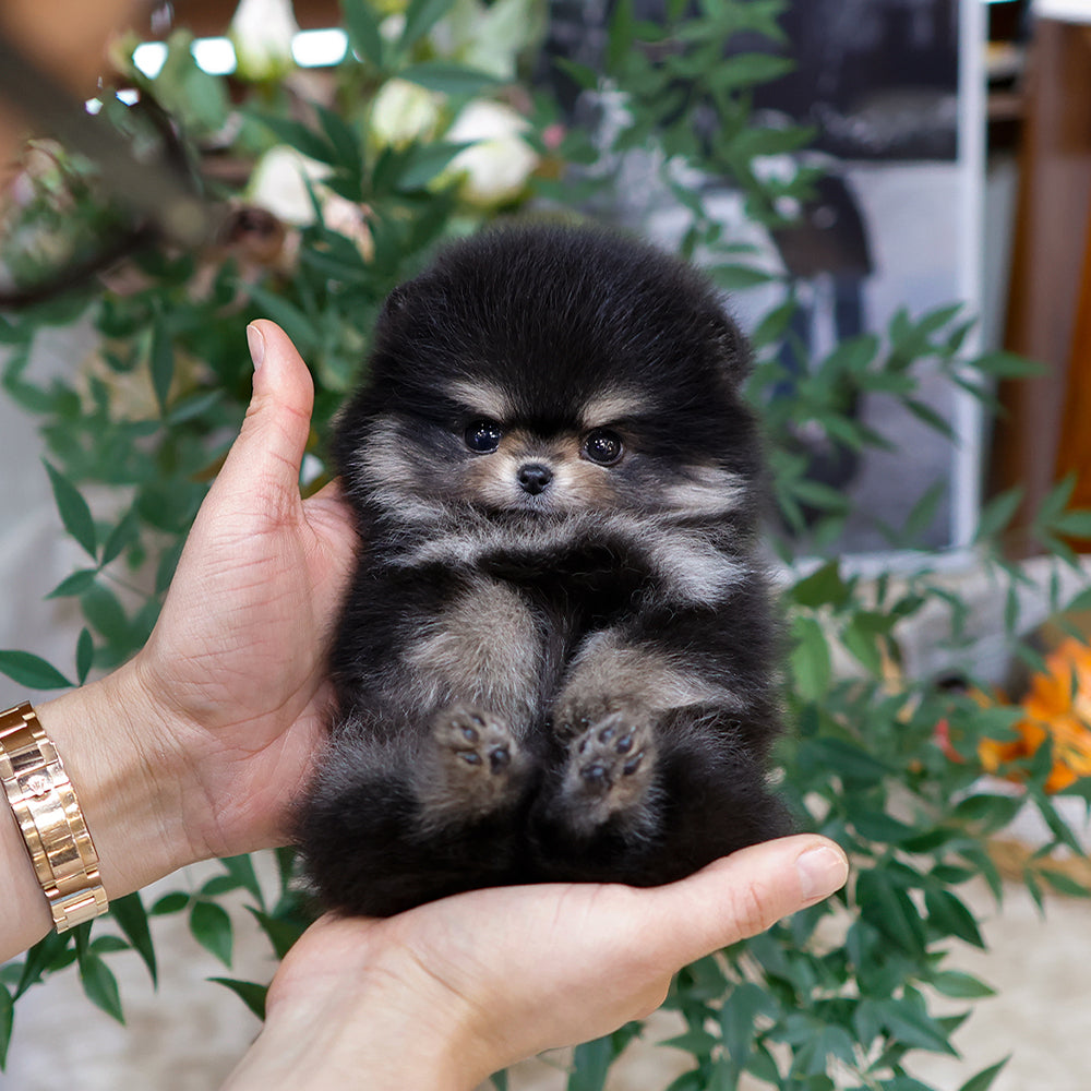 Pomeranian - Baekseol (Female) $2600