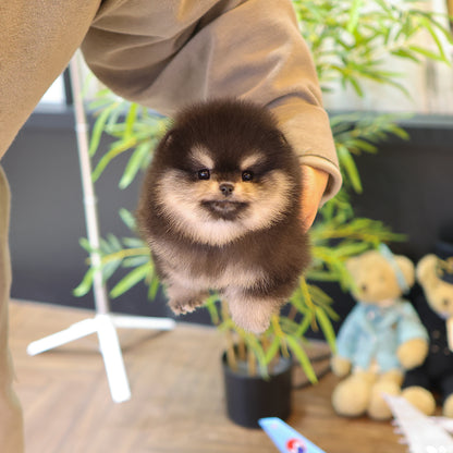 Pomeranian - Tayo (Female) $3300
