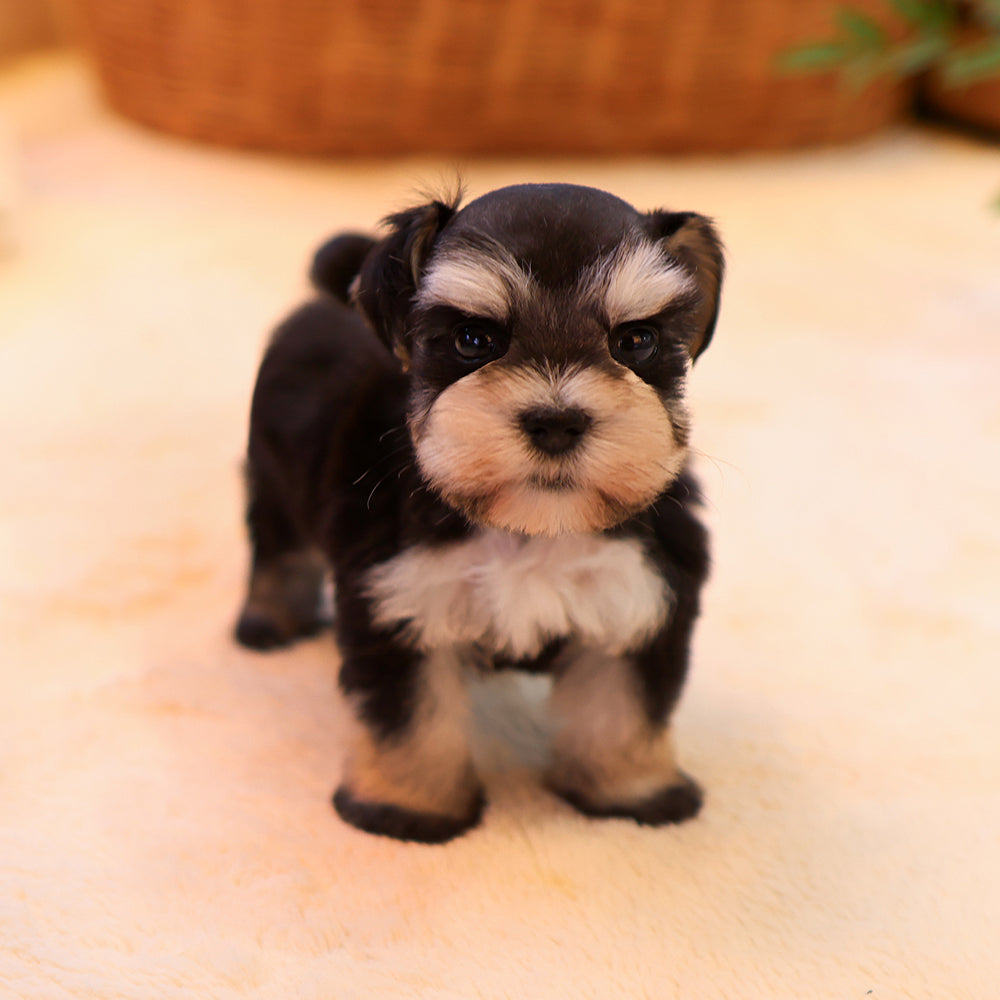 Schnauzer - Dure (Female) $2700