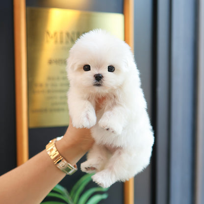 Maltese - Hyoa (Female) $2400