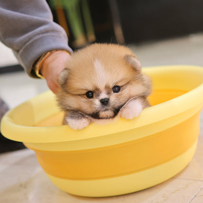 Pomeranian - Posie (Male) $2800