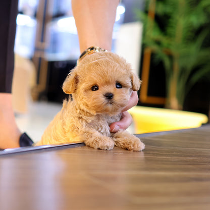 Maltipoo - Sundubu (Female) $3200