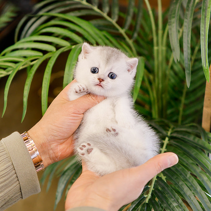 Munchkin - Haeri (Male)