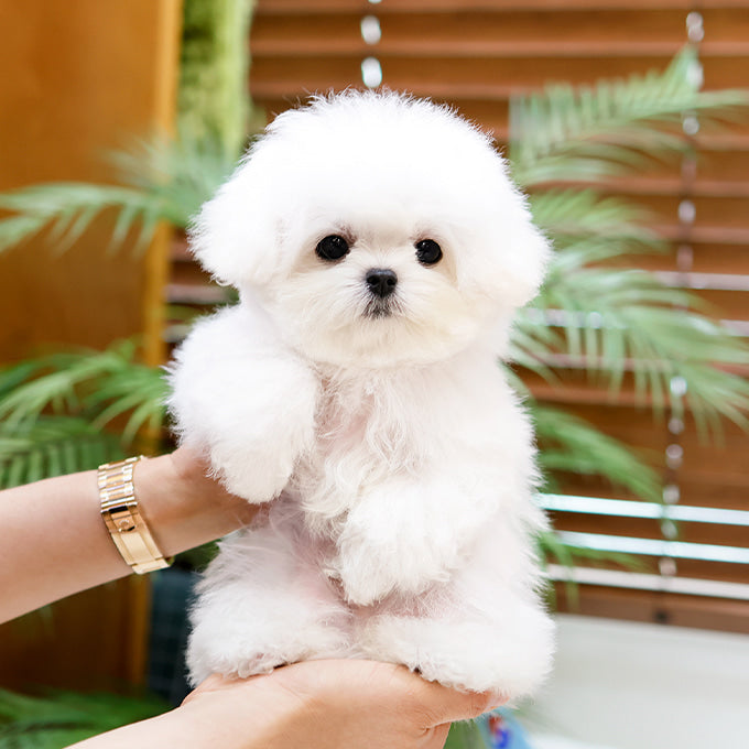 Bichon Frise - Puti (Male)