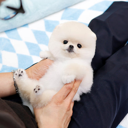 Pomeranian - Haepi (Female)