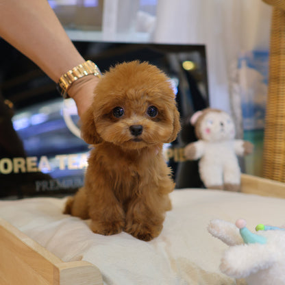 Poodle - Chuchu (Female) $2300