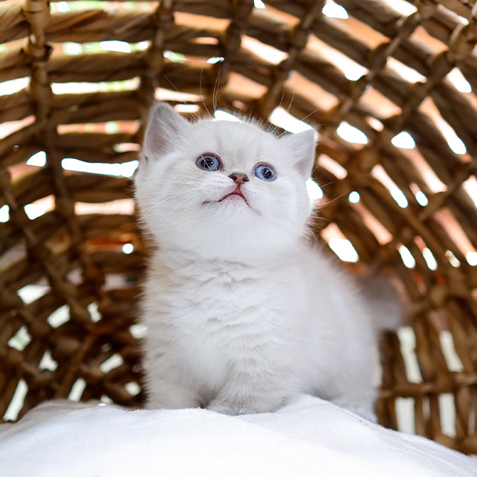 Munchkin - Raepeo (Female)