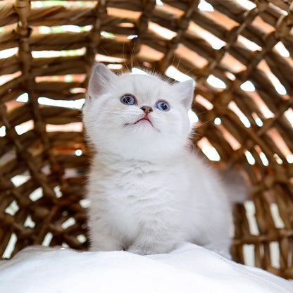 Munchkin - Raepeo (Female)