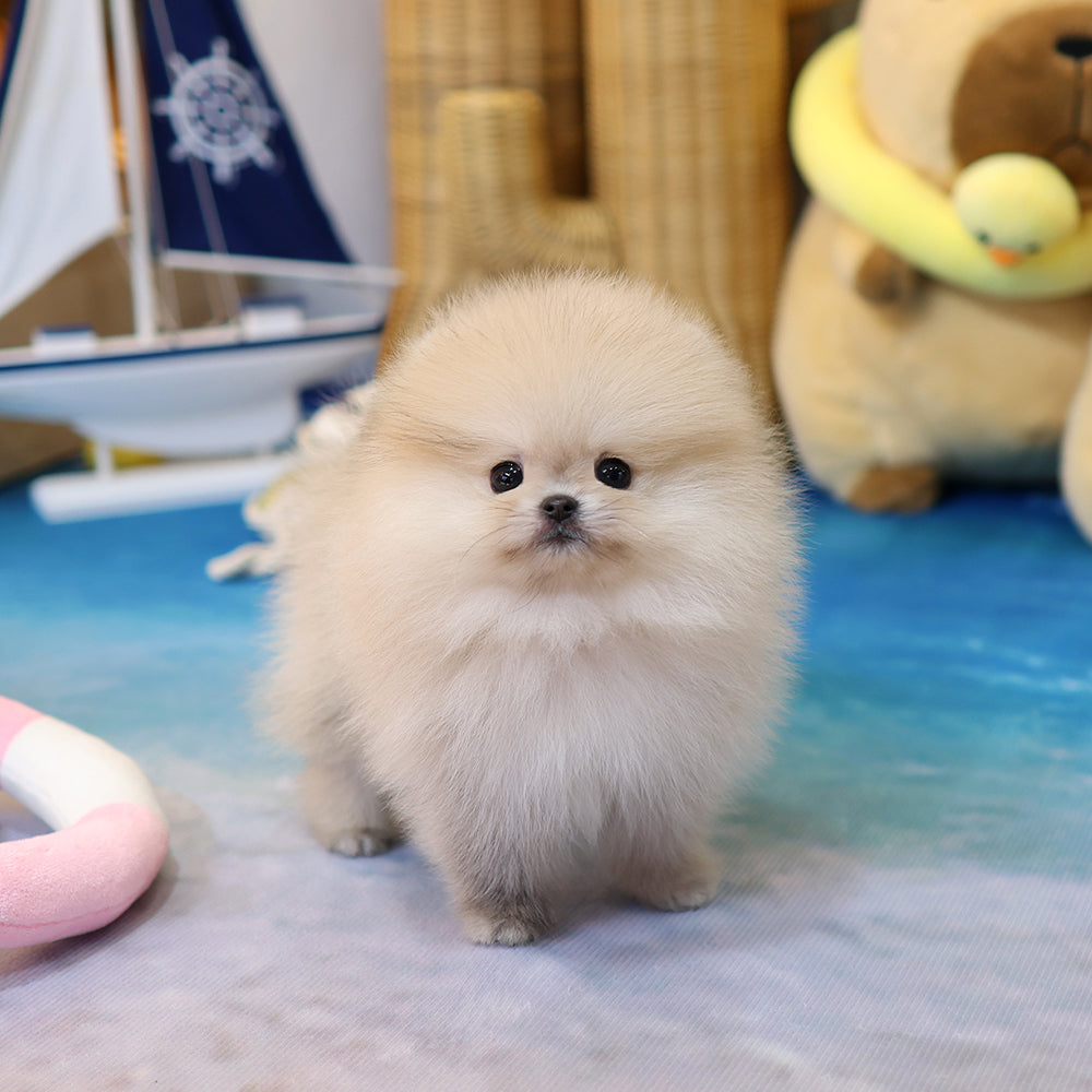 Pomeranian - Haengbok (Female) $2200