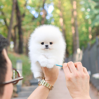 Pomeranian - Titi (Female) $5400