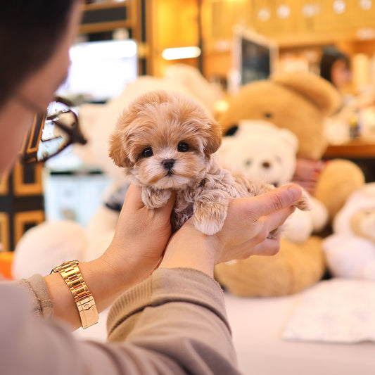 Maltipoo - Ageo (Male) $3600