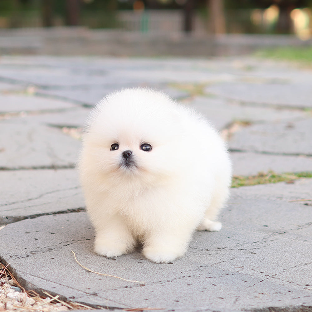 Pomeranian - Bibi (Female) $5200