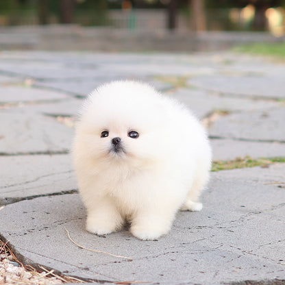 Pomeranian - Bibi (Female) $5200