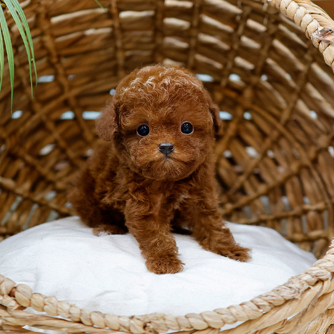 Poodle - Gimjji (Male)