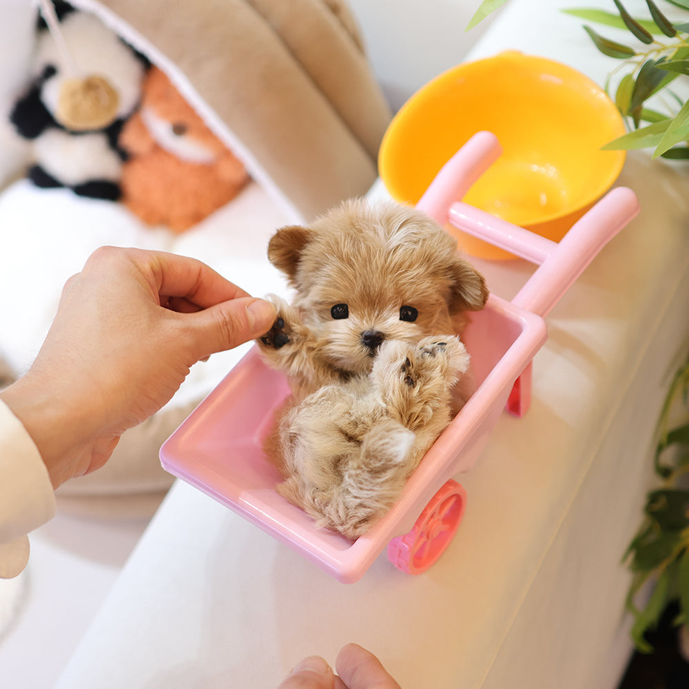 Maltipoo - Luna (Female) $5200