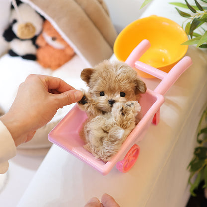 Maltipoo - Luna (Female) $5200