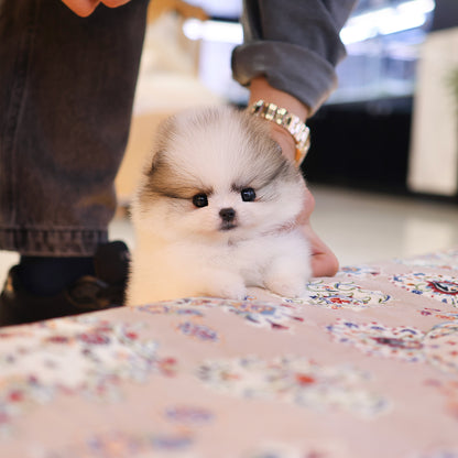Pomeranian - Rami (Female) $3500