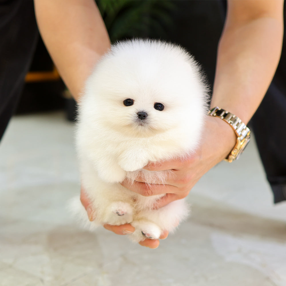 Pomeranian - Ramyeon (Male) $5000
