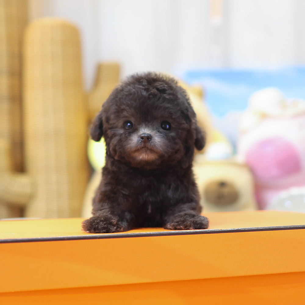 Poodle - Coco (Female)  $5300